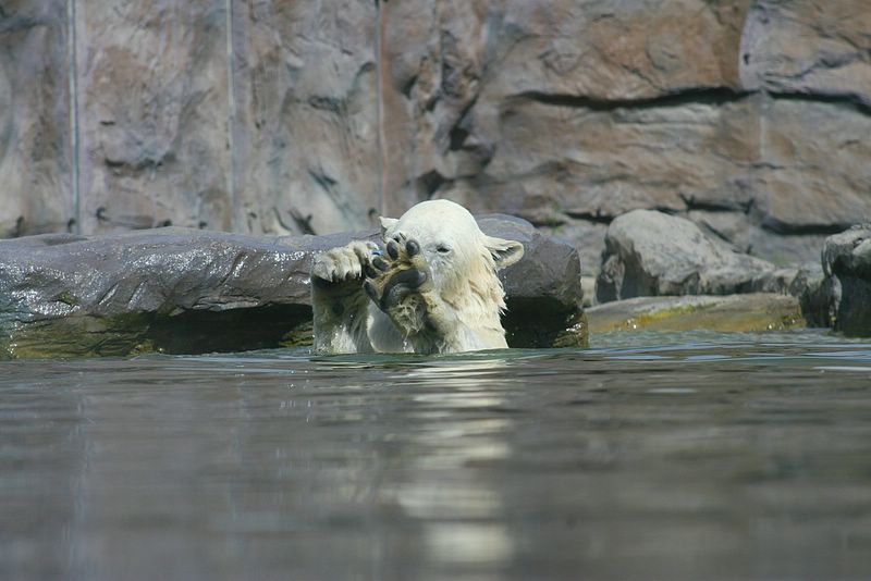 gezoo040606_008.jpg