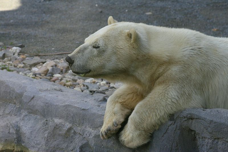 gezoo040606_011.jpg