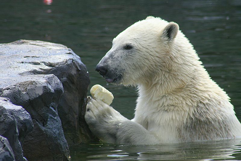 gezoo040606_012.jpg