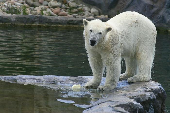 gezoo040606_013.jpg