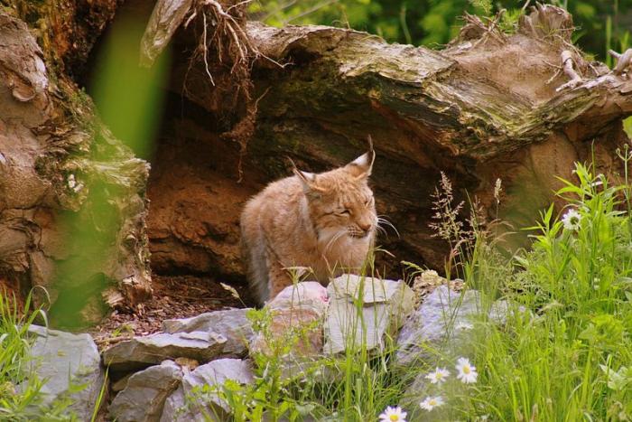 gezoo040606_015.jpg