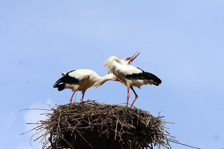 IMG_7966.jpg