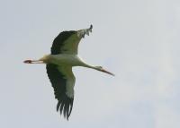 IMG_7975.jpg