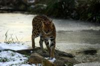 IMG_2088-11.jpg