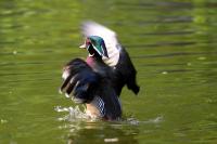 IMG_5802-11.jpg