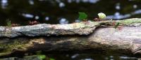 IMG_0372-1.jpg