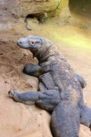 CZ- Zoo Pilsen