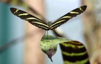 IMG_0562-11.jpg