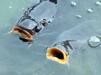 IMG_1803-11.jpg