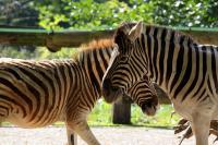IMG_0953-11.jpg