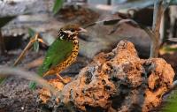 IMG_1698-11.jpg