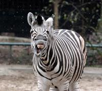 Duisburger Zoo  Januar 2010