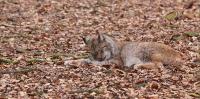 IMG_3104-11.jpg
