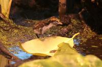 IMG_9584-11.jpg