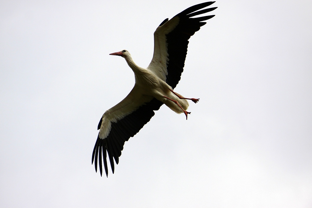 IMG_1515-11.jpg