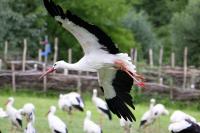 IMG_1565-11.jpg