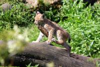 IMG_79231.jpg