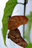 IMG_8747-11.jpg