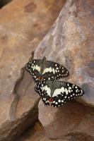IMG_8906-11.jpg