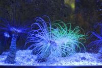 Aquazoo September 2010