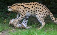 IMG_4809-11.jpg