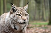 Biotopwildpark Anholter Schweiz April 2010