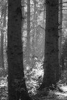 IMG_85131.jpg