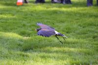 IMG_87131.jpg