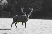 IMG_95291.jpg