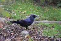 IMG_0408-11.jpg