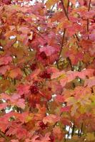 IMG_0411-11.jpg