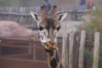 IMG_0462-11.jpg