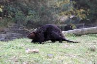 IMG_1175-11.jpg