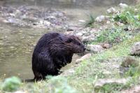 IMG_1210-11.jpg
