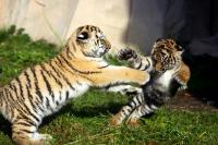 Wuppertaler Zoo November 2010