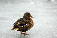 IMG_4899-11.jpg