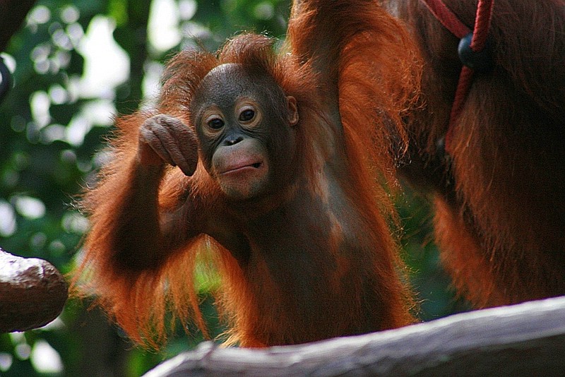 sungai1_240207.jpg
