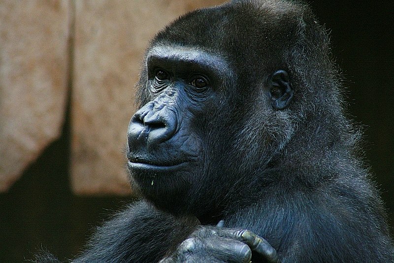 gorilla240207.jpg