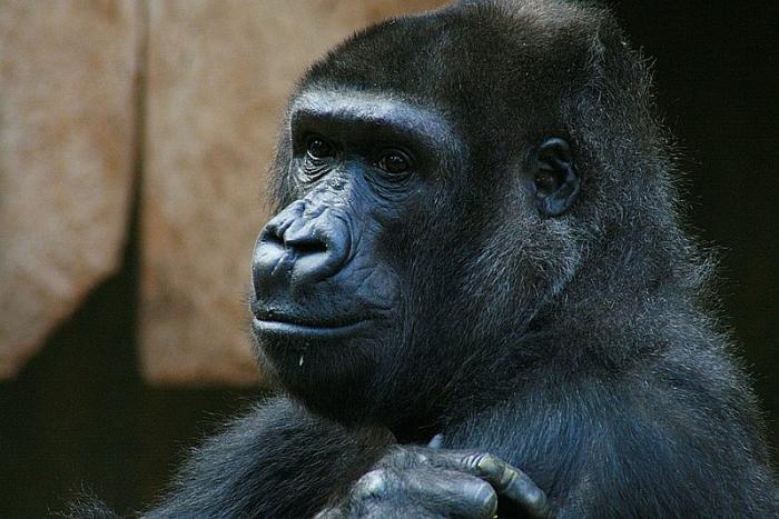 gorilla240207.jpg