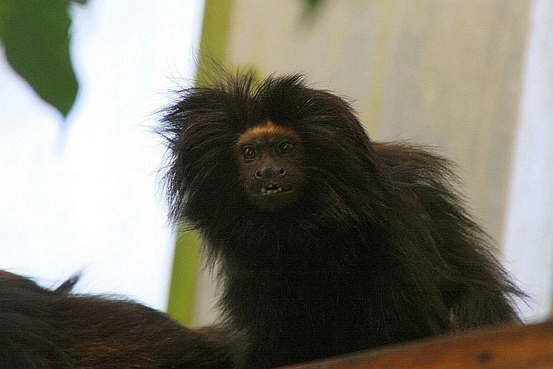 Goldsteissloewenaeffchen_1120307.jpg