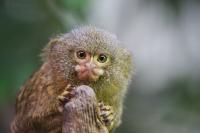 Krefelder Zoo Februar 2011