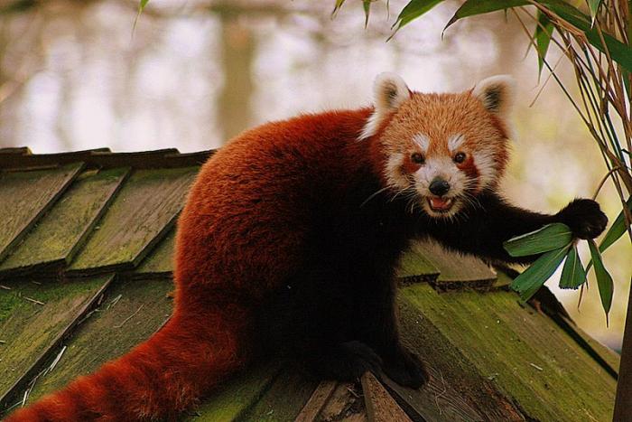 kleinerPanda_100307.jpg