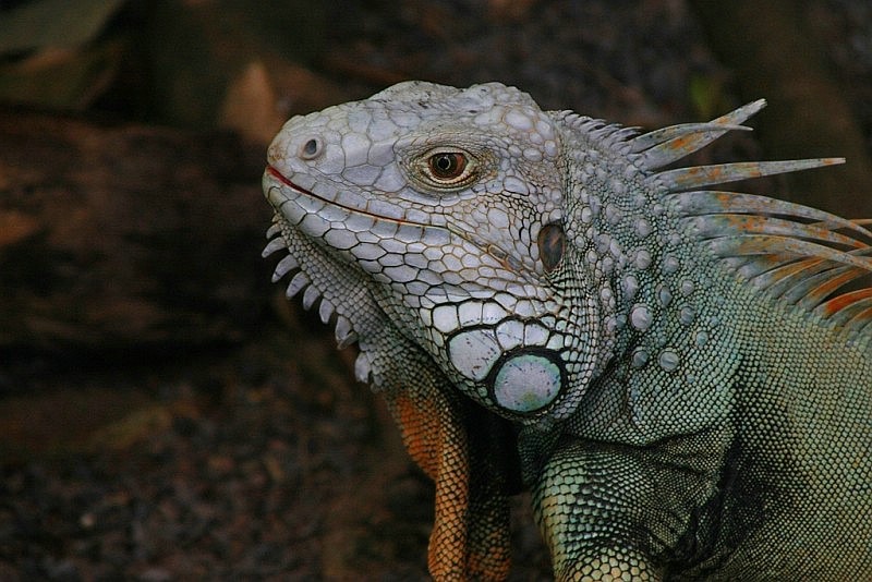 leguan1_120307.jpg