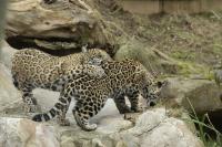 IMG_8376-11.jpg