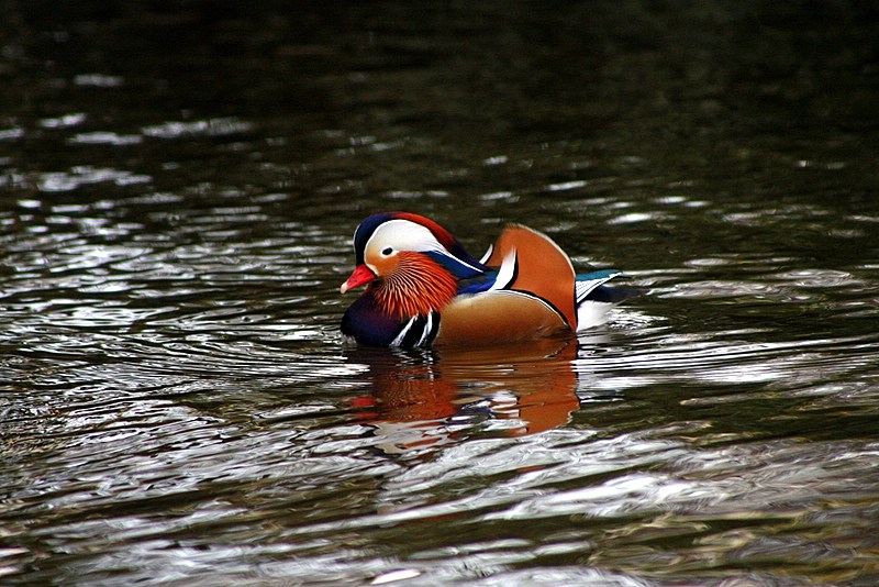 ente_250307-1.jpg
