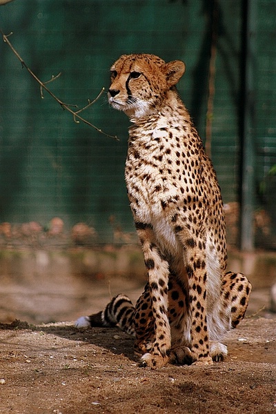 gepard_100307.jpg