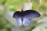 IMG_5804-1.jpg