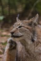 IMG_7453-1-1.jpg