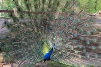 IMG_7775-1-1.jpg