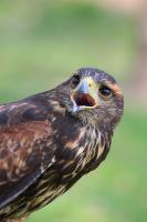 IMG_7897-1-1.jpg